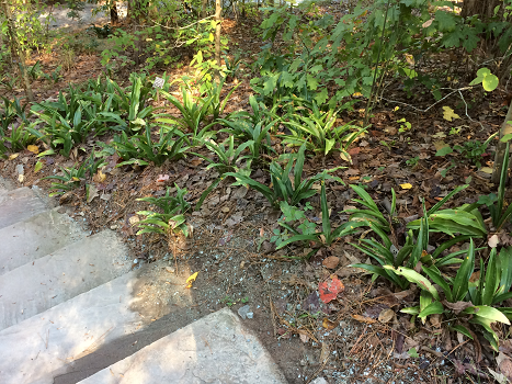 Rhodea japonica – Sacred Lily