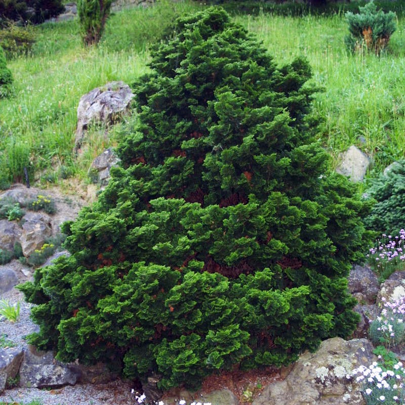 Hinoki Cypress