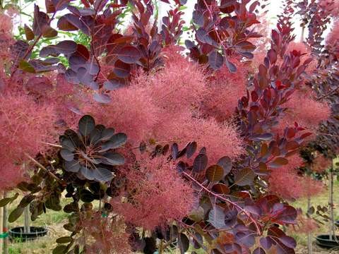 Purple Smokebush