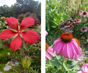 Hibiscus and Echinacea