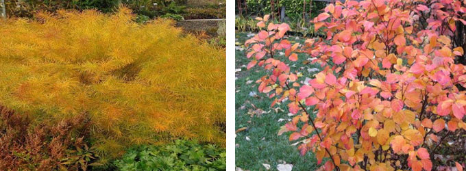 Amsonia and Fothergilla