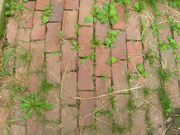 Weeds in Walkway