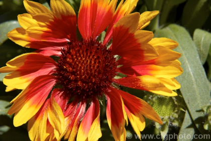 Gaillardia