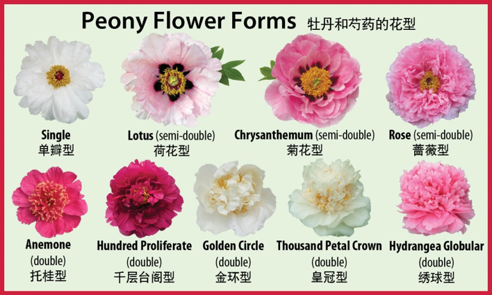 Peony Chart