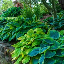 Hostas