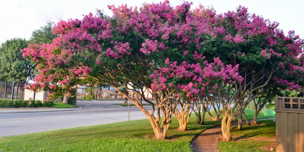 Crape Myrtles