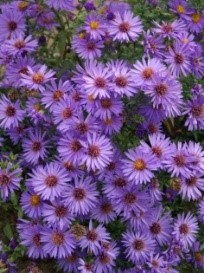 Aster ‘Woods Purple’