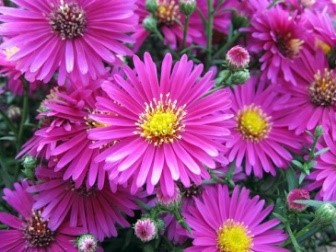 Choosing Asters for Fall Color - Brightleaf