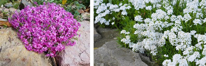 Phlox subulata and Iberis sempervirens