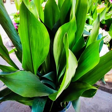 Aspidistra elatior