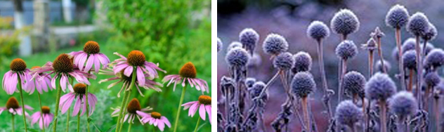 Echinacea In Summer & Winter