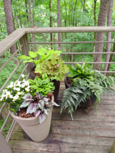 Container Plants for Shade
