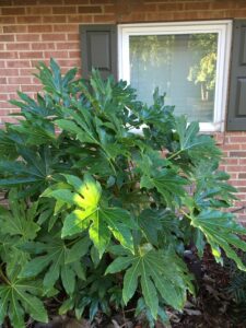 Fatsia japonica – Dramatic Texture for the Shade