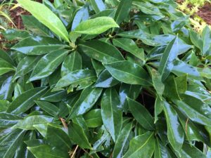 Illicium parviflorum and Illicium floridanum – Native Flowering Evergreens
