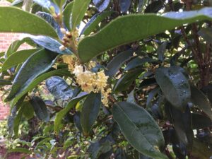 Osmanthus fragrans – Deer resistant, Fragrant, and Adaptable
