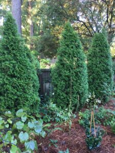 Thuja ‘Emerald Green’ – Native and Narrow