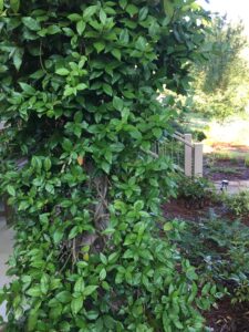 Trachelospermum jasminoides and Gelsemium sempervirens – Evergreen Flowering Vines