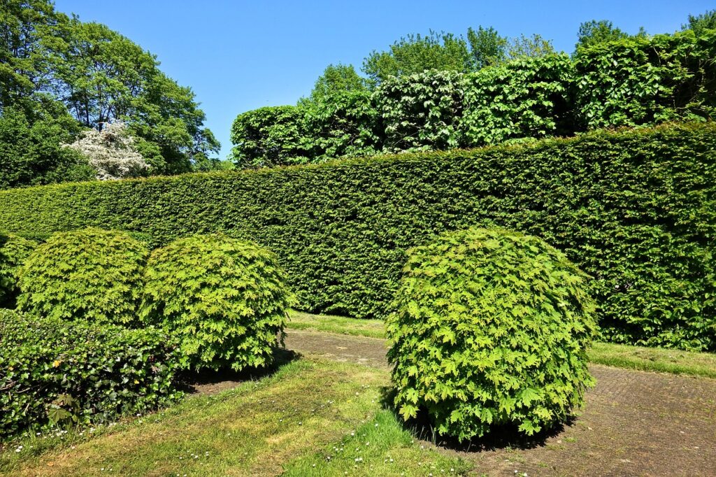 Privacy Hedge Planting