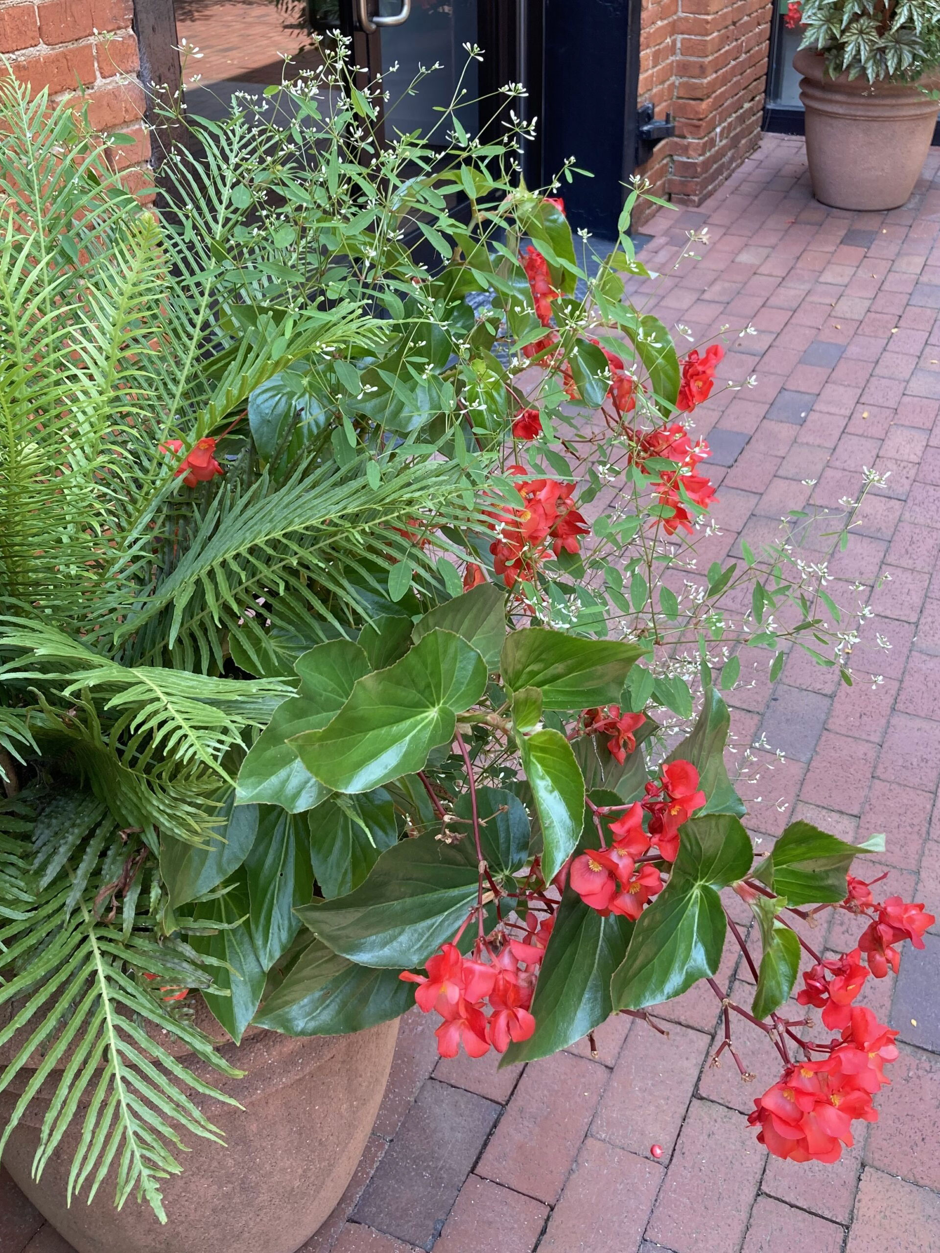 Mixed Container Planting Outside of Restaurant