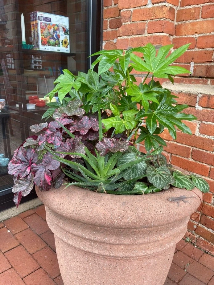 Close-up of a large container garden featuring Hedgehog Aloe with spiky blue-green leaves, surrounded by Begonia and Fatsia against a brick wall.