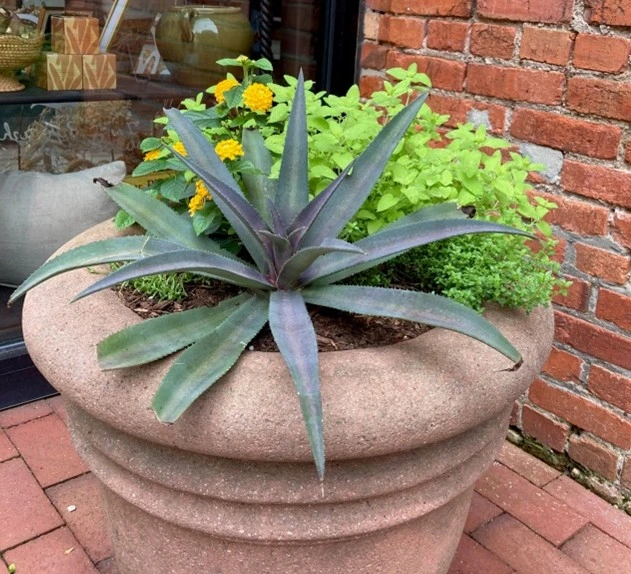 Large stone container with Mangave spilling over the edge, surrounded by bright yellow lantana and lush green herbs in a colorful sidewalk planting.