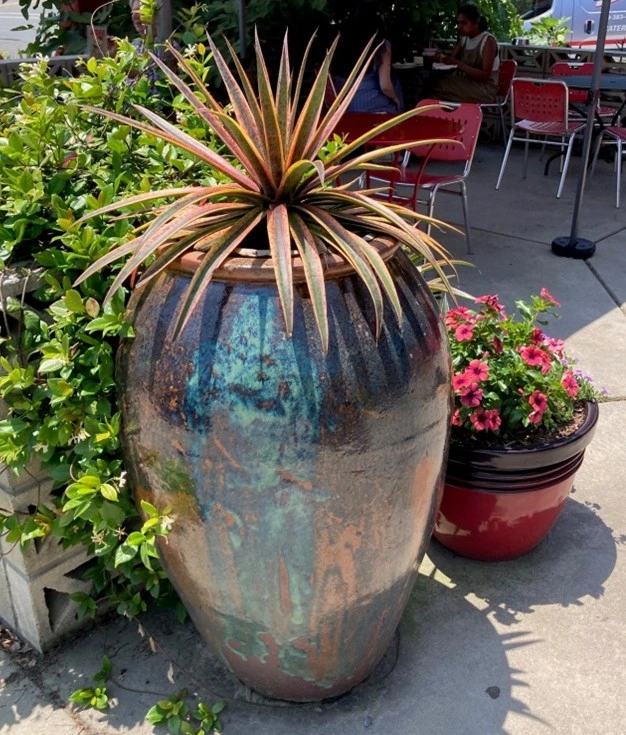 Tall ceramic planter with a dramatic Mangave ‘Pineapple Punch’ displaying spiky green and copper-toned leaves, placed outside a café with other flowering containers.